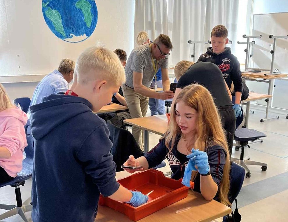 Hér svínshjarta krufið