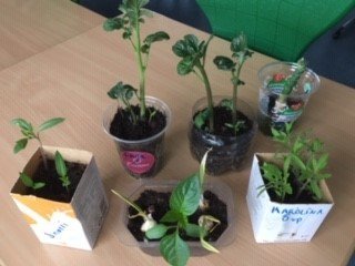 Rækta sitt eigið grænmeti