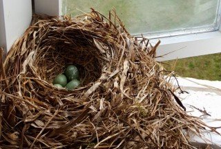 Það fer vel um þröstinn á heimili sínu.