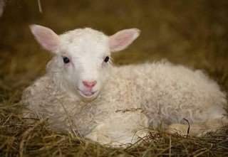 Páskalambið svíkur engan