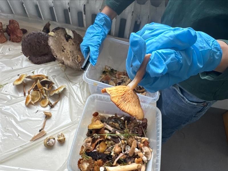 Svepparíkið í skólanum