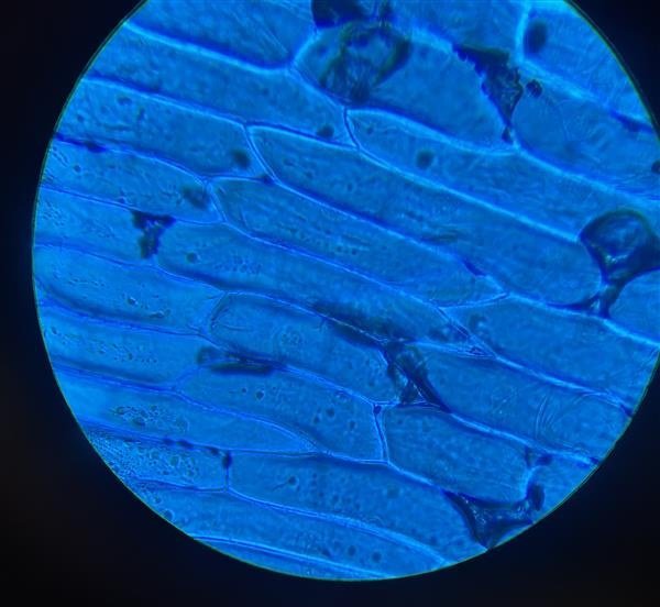 Frumur í nýju ljósi