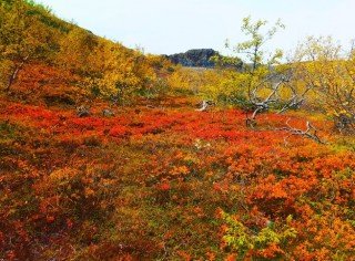 Haustlitirnir skarta sínu fegursta