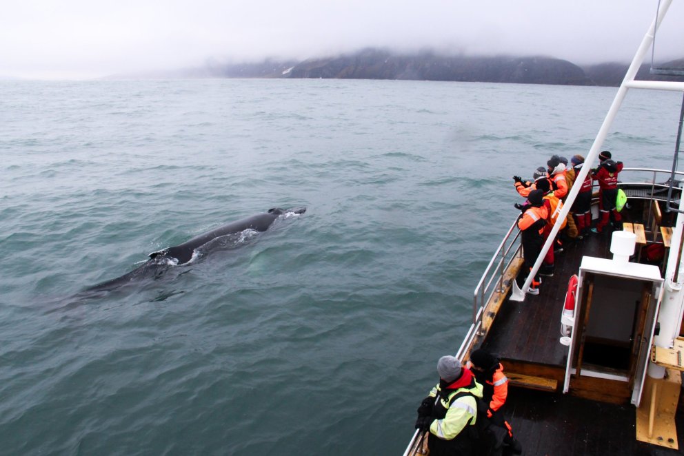 Hann blæs hnúfubakurinn