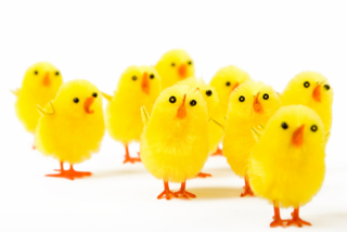 Hver er táknmynd páska?