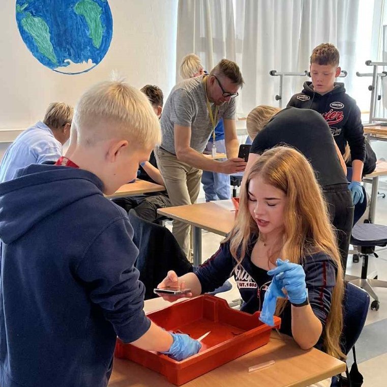 Hér svínshjarta krufið