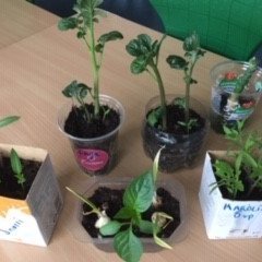 Rækta sitt eigið grænmeti