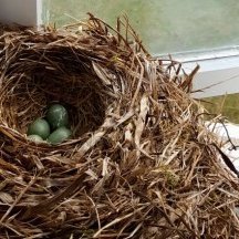 Það fer vel um þröstinn á heimili sínu.