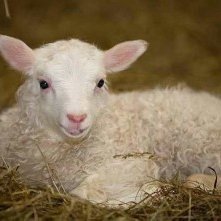 Páskalambið svíkur engan