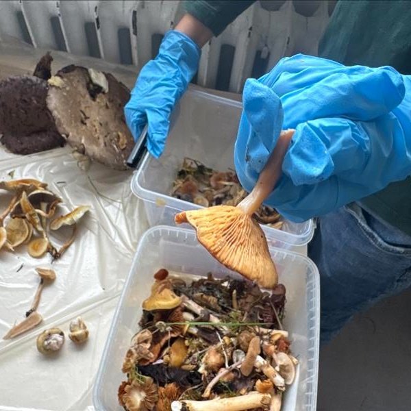 Svepparíkið í skólanum