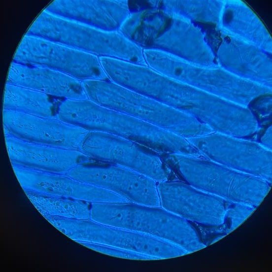 Frumur í nýju ljósi