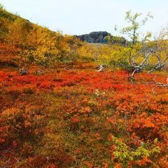 Haustlitirnir skarta sínu fegursta