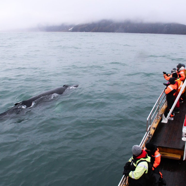 Hann blæs hnúfubakurinn