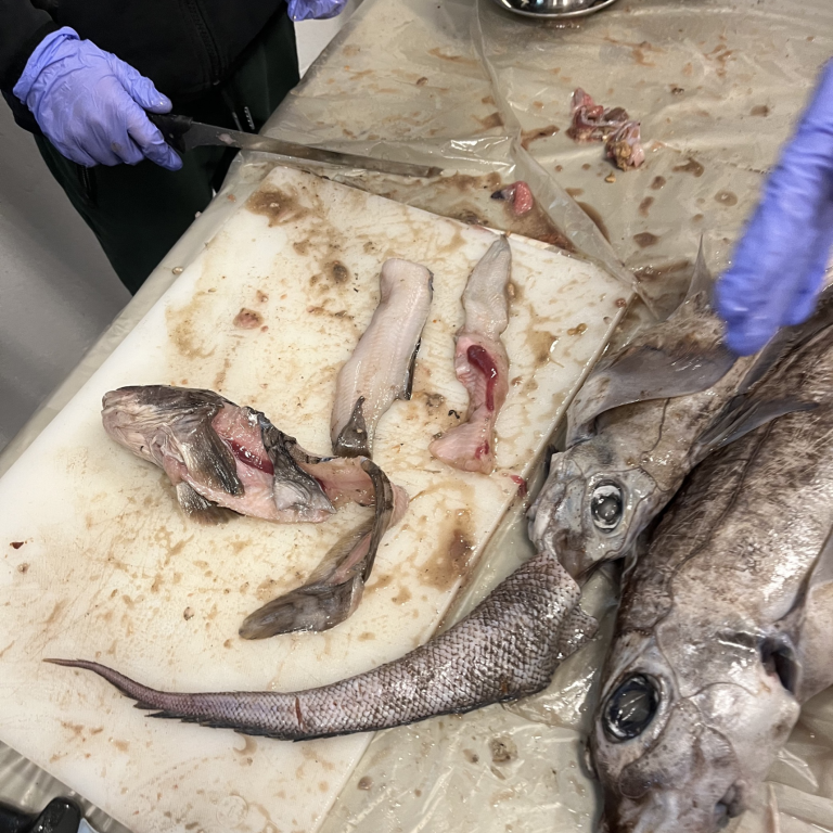 Hringrás vatns, sjávarlífverur og þörungar