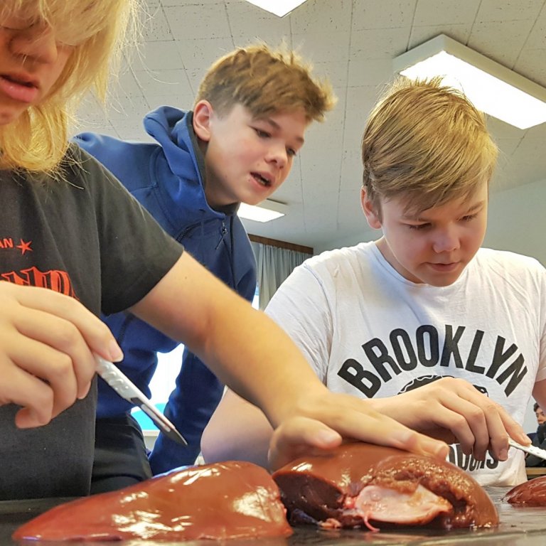 Nemendur kryfja hér lifur